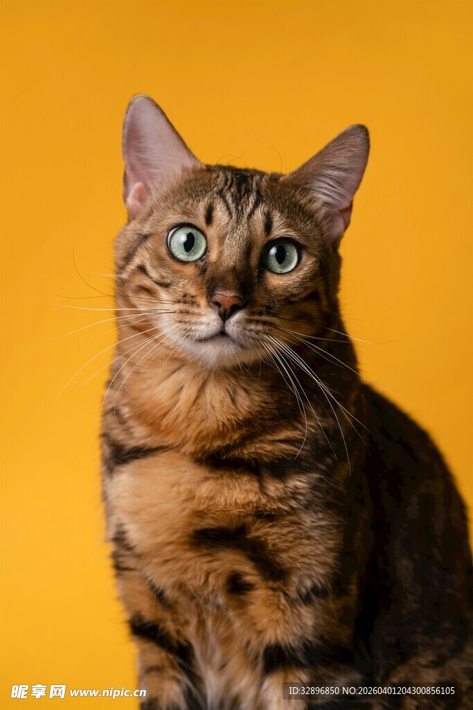 黄底前视的斑纹猫咪