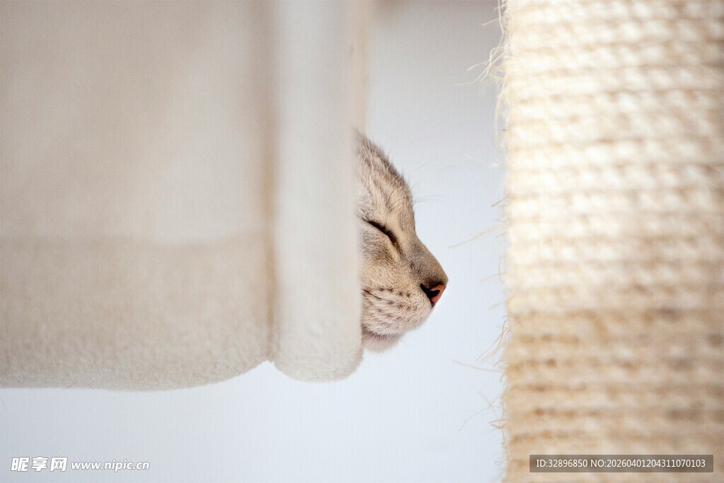 猫咪躲在门后悄悄窥探