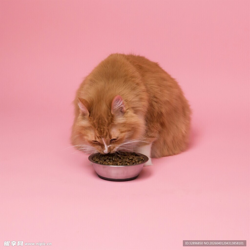橘猫专注进食粉色背景图