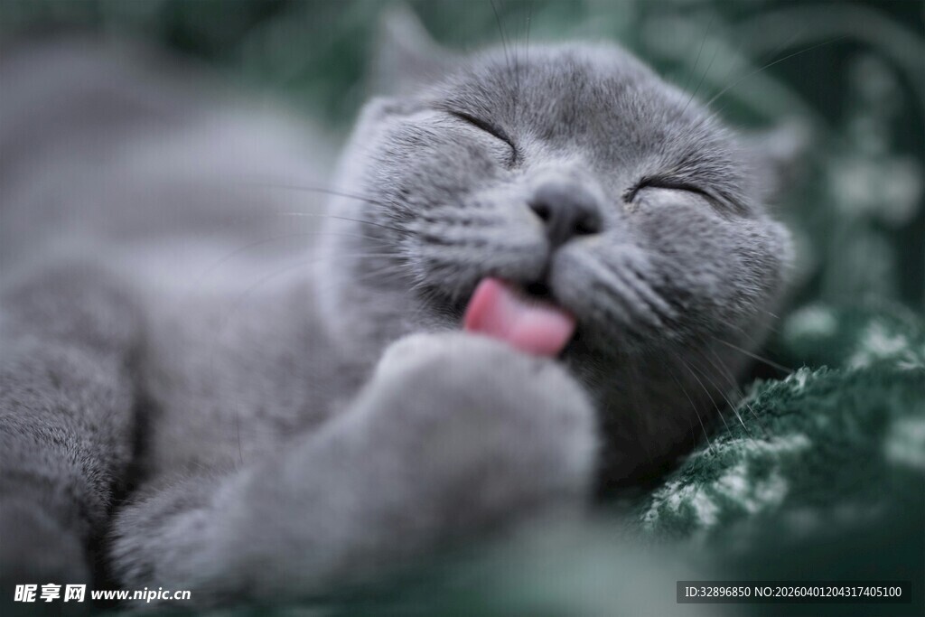 惬意猫咪舔爪瞬间