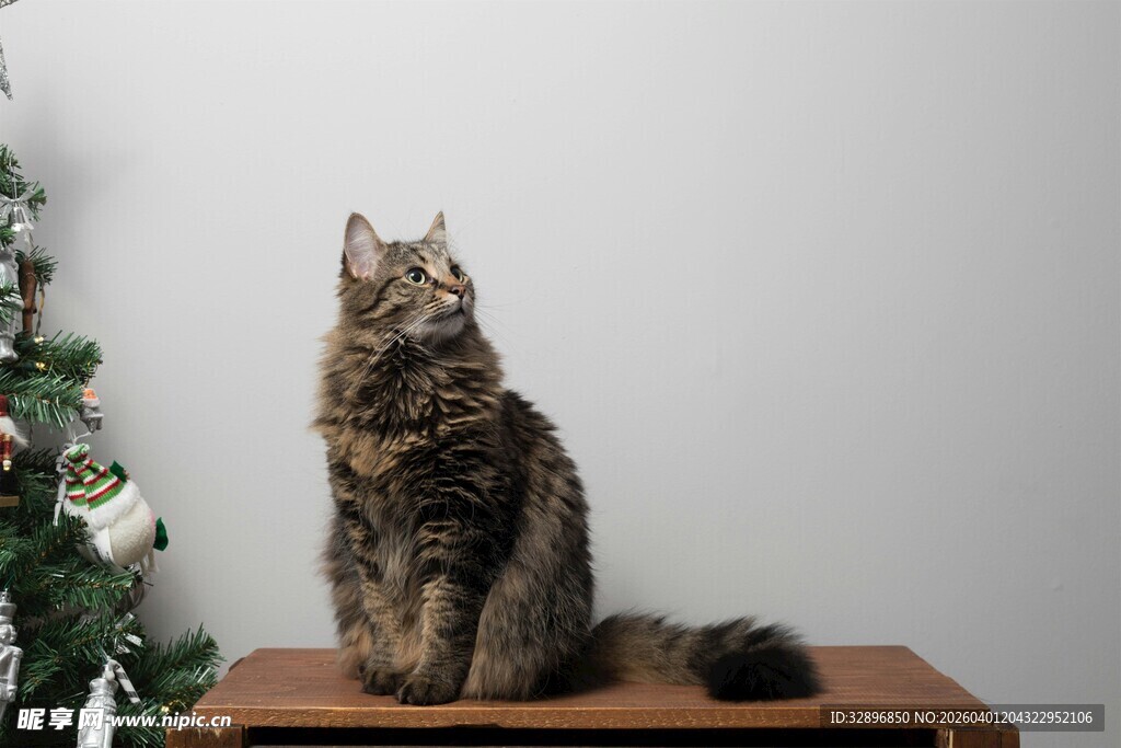 长毛猫端坐圣诞树旁