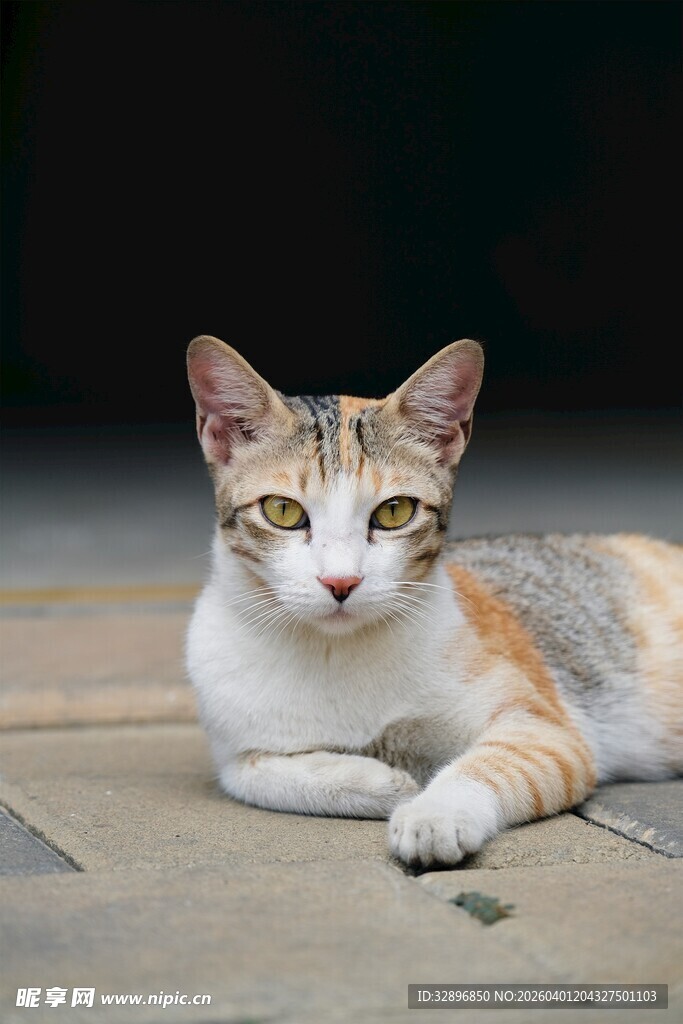 趴卧的三色猫咪