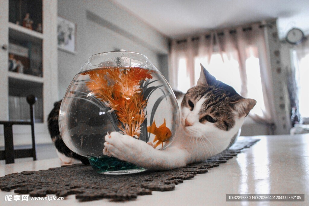 猫咪好奇探身鱼缸