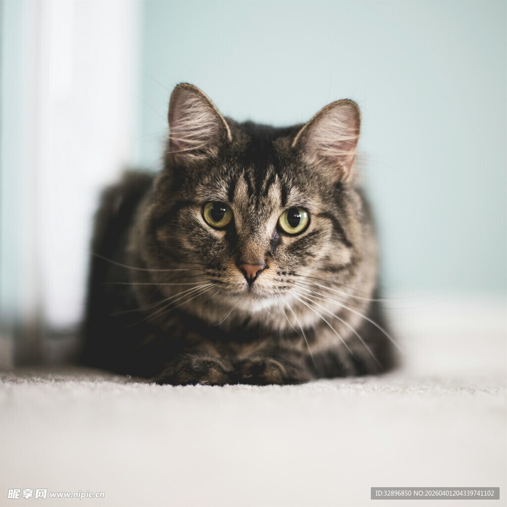 趴着的斑纹猫咪