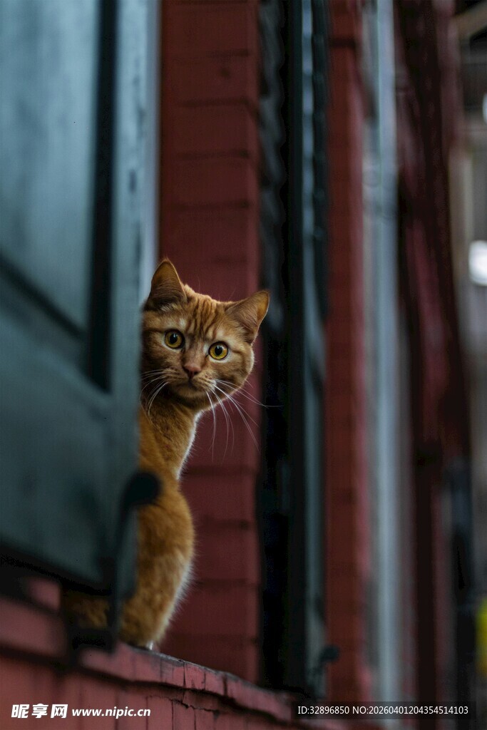 窗边探头的可爱小猫咪