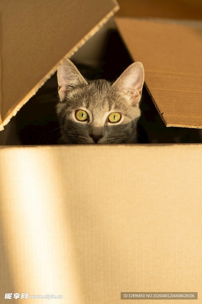 纸箱中好奇探出头的猫咪