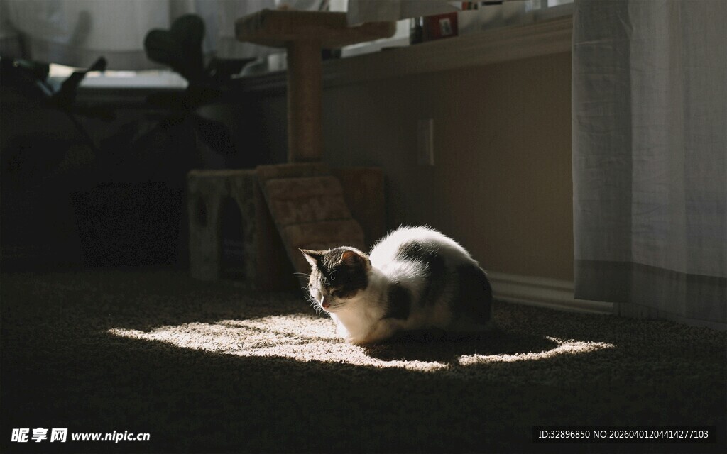 阳光下蜷卧的猫咪