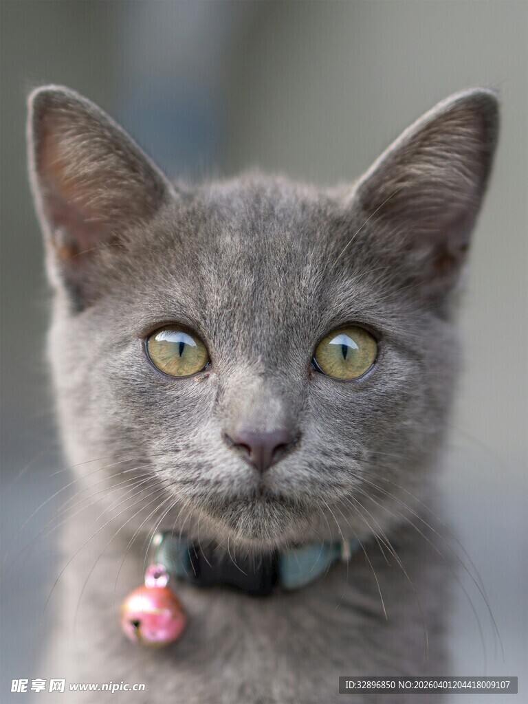 灰毛萌猫戴铃铛