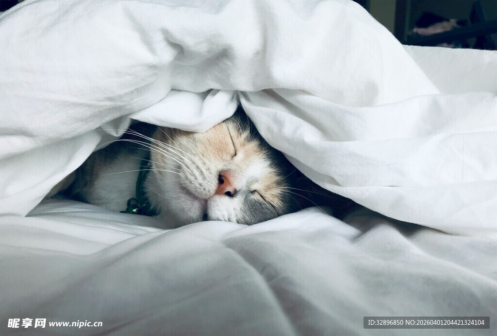 被窝里酣睡的可爱猫咪
