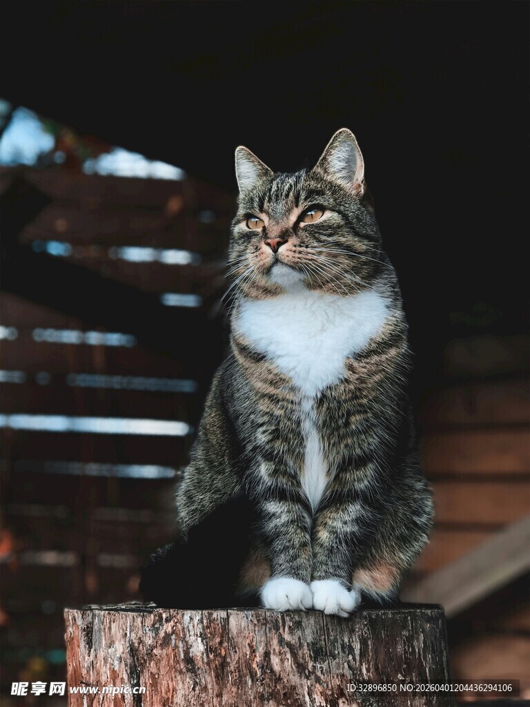 木头上的漂亮猫咪