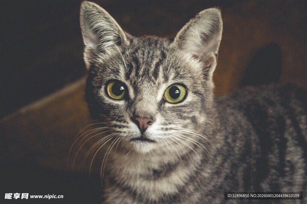 可爱条纹猫的好奇瞬间