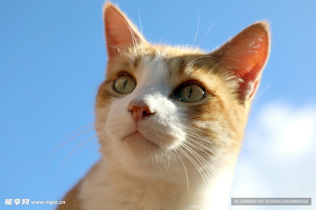 仰望天空的三色猫咪