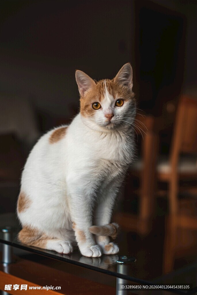 可爱三色猫咪端坐