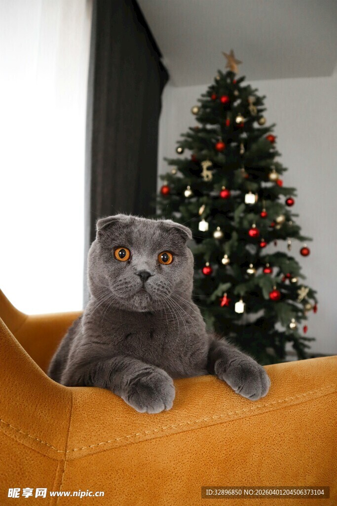 沙发上的猫咪与圣诞树