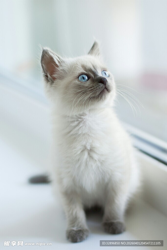 可爱小猫咪抬头望窗外