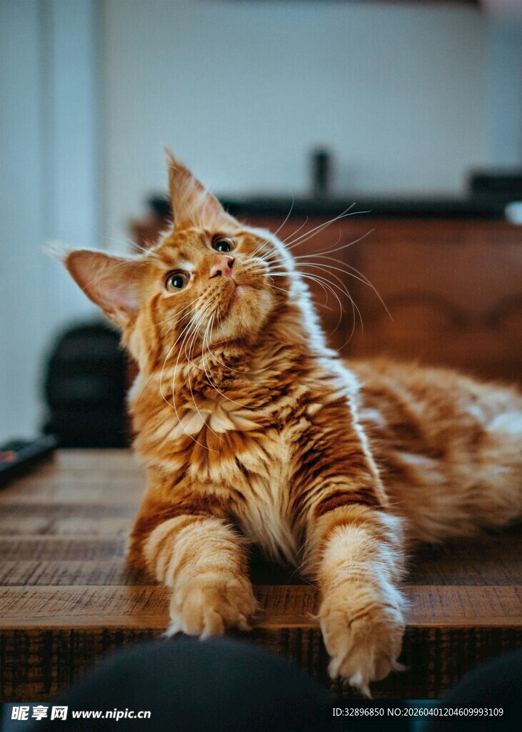 橘色长毛猫惬意趴卧