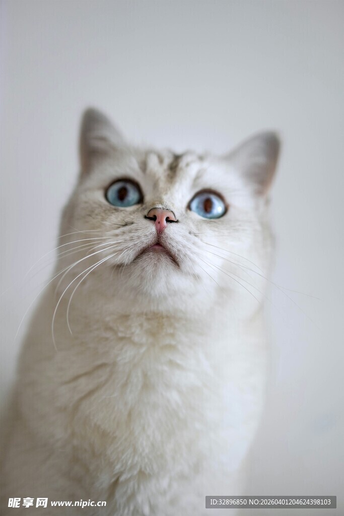 仰头的可爱白色猫咪