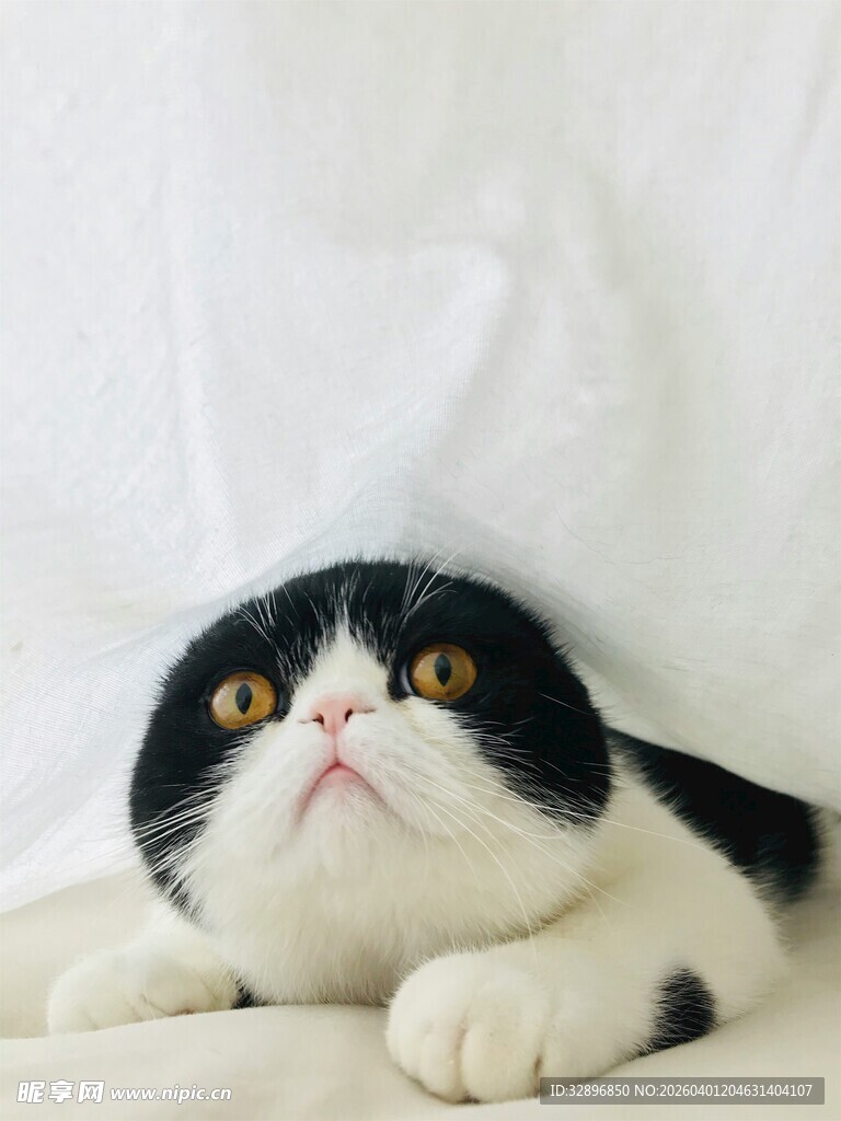 黑白萌猫趴卧