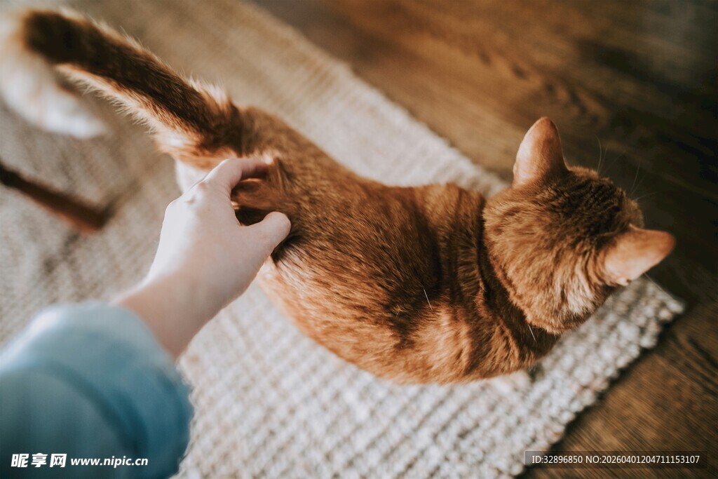 抚摸橘猫的温馨瞬间