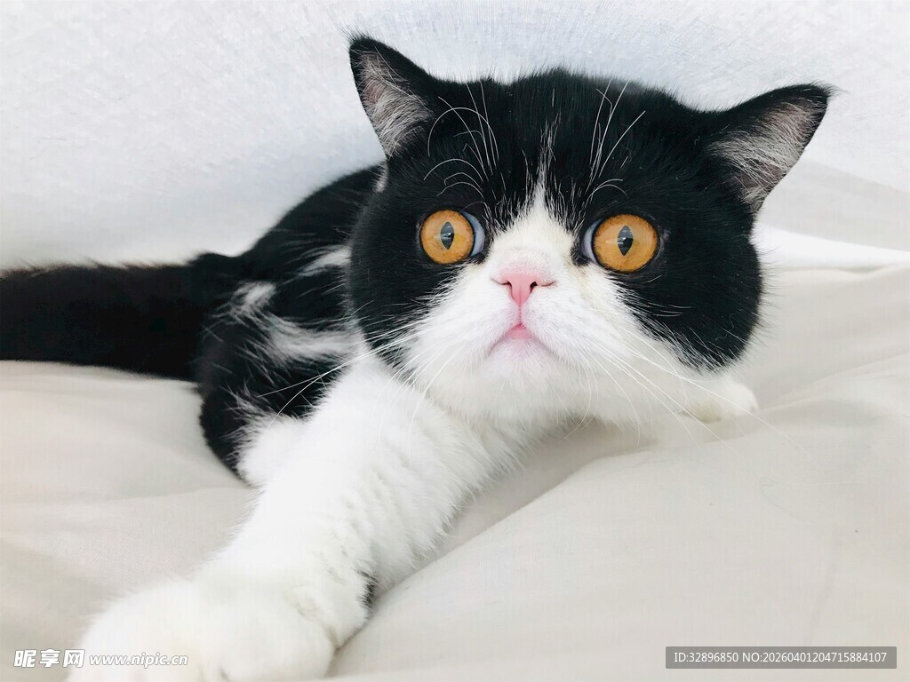 黑白萌猫惬意躺卧