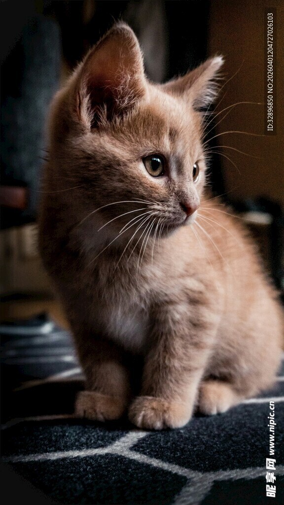 可爱橘色小猫坐于布面