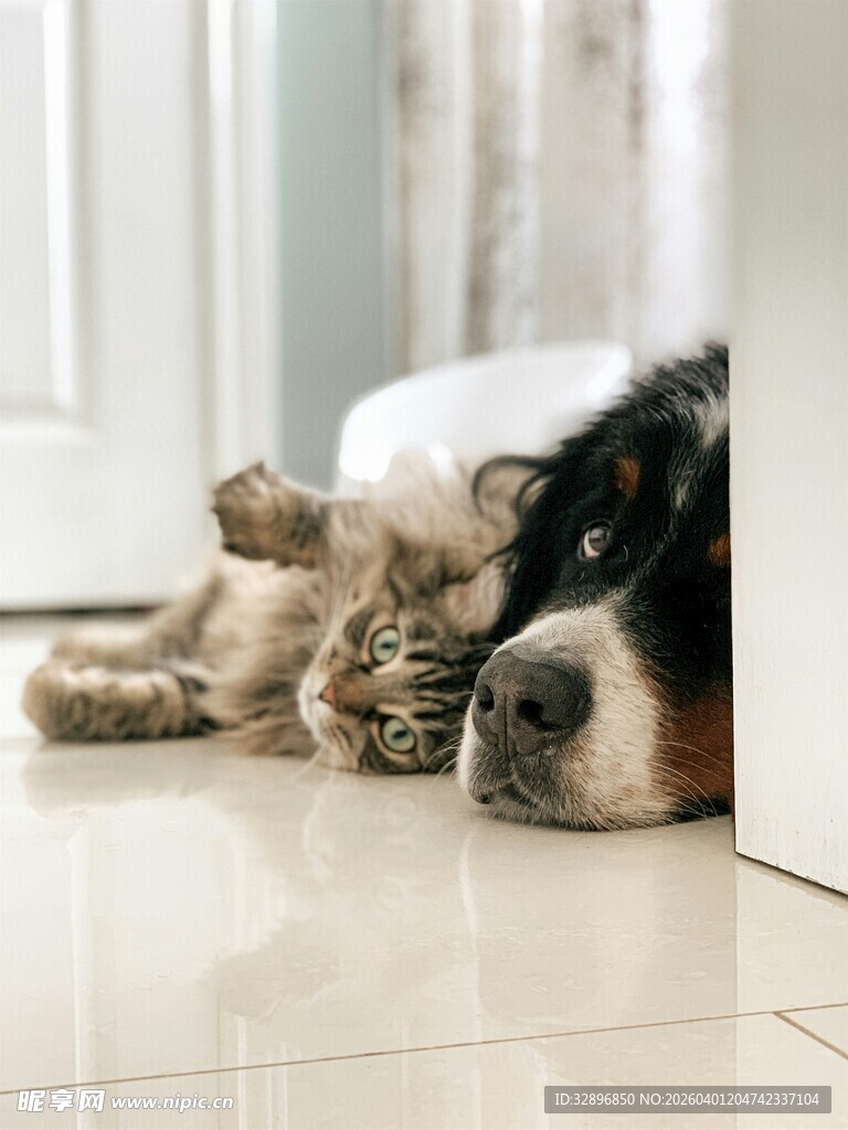 猫狗依偎共眠温馨画面