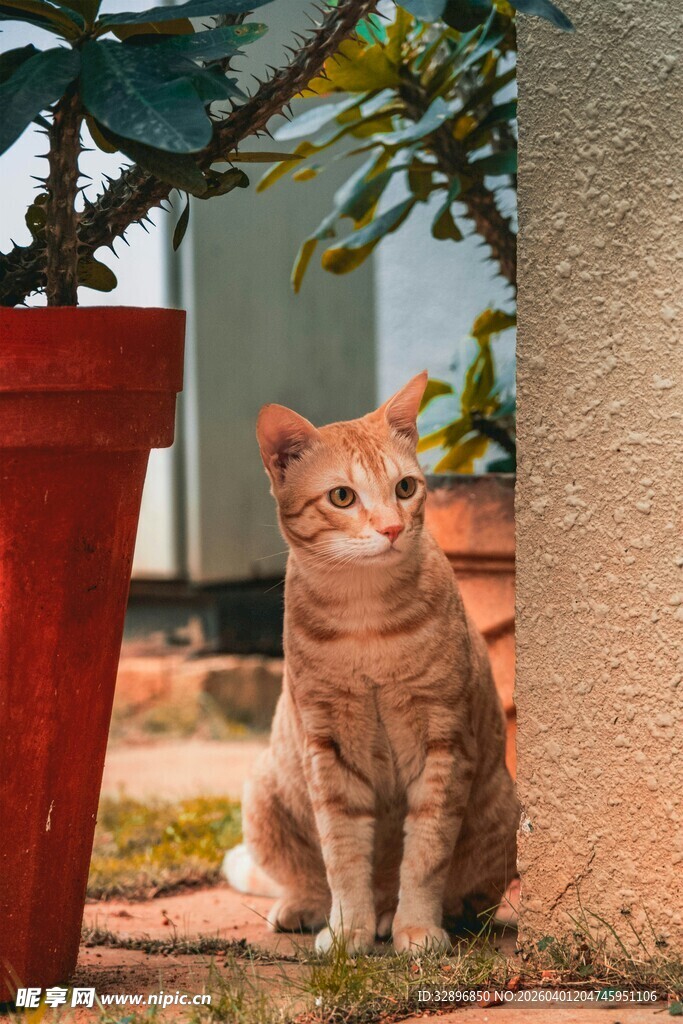 庭院中静坐的橘色猫咪