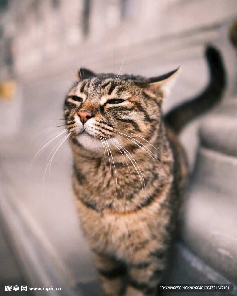 阳光下的斑纹猫咪