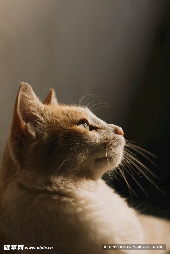 仰头猫咪的惬意瞬间