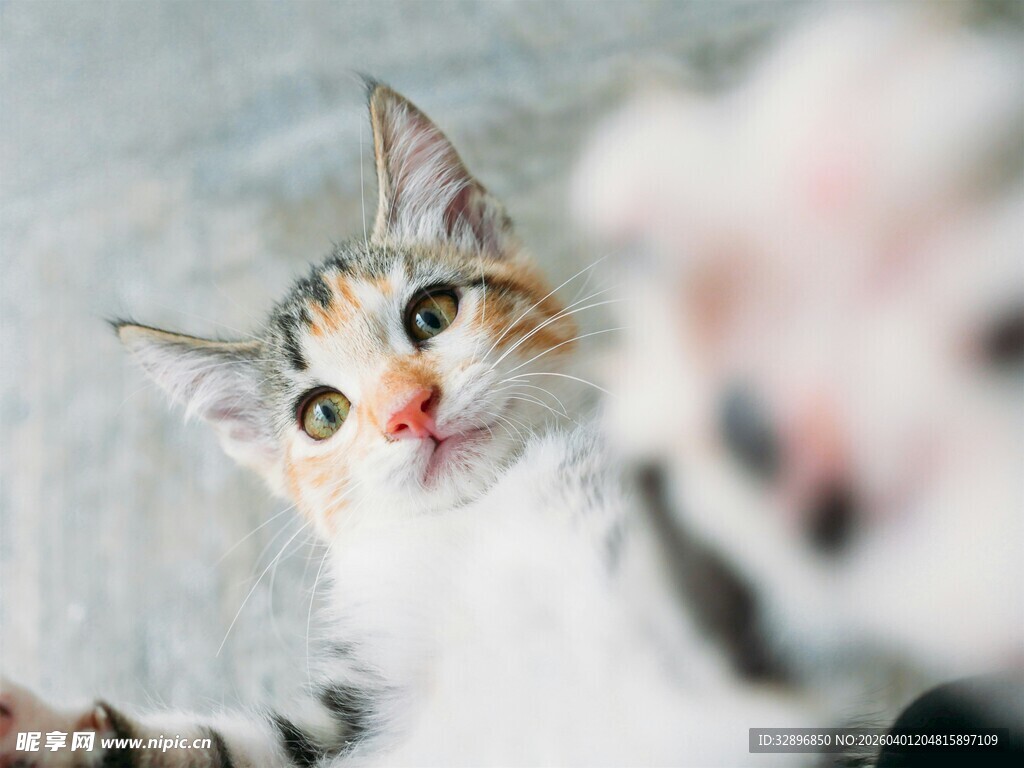 可爱三色小猫好奇张望