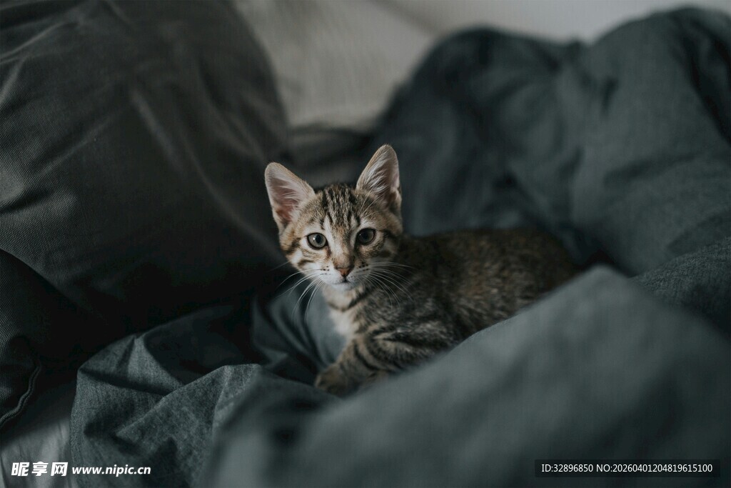 窝在布中的可爱小猫咪