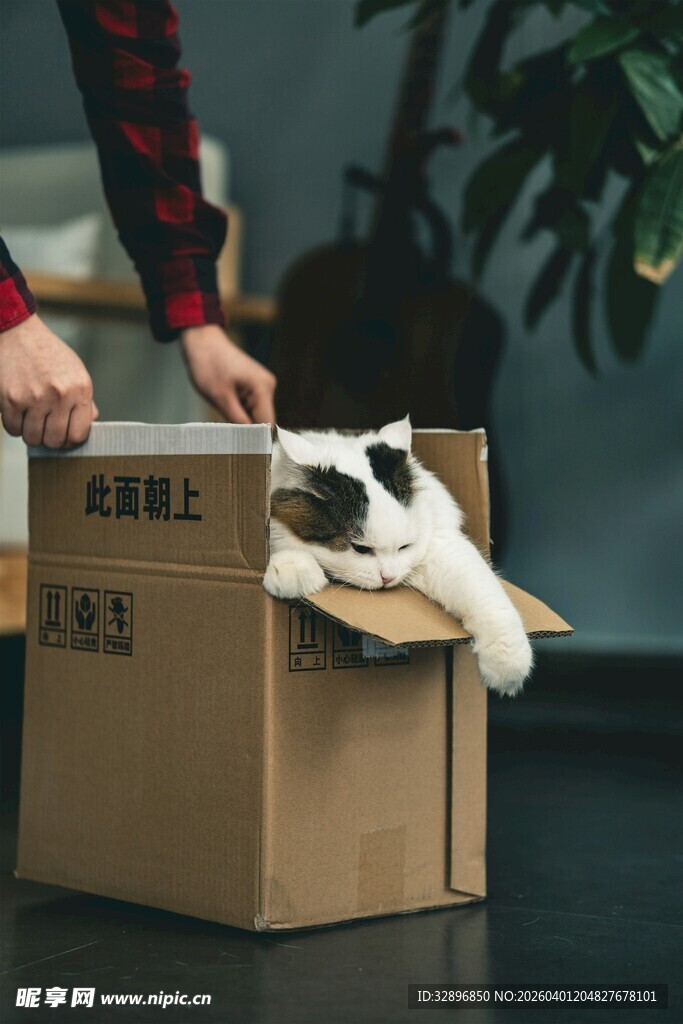 猫咪惬意躺卧在纸箱中