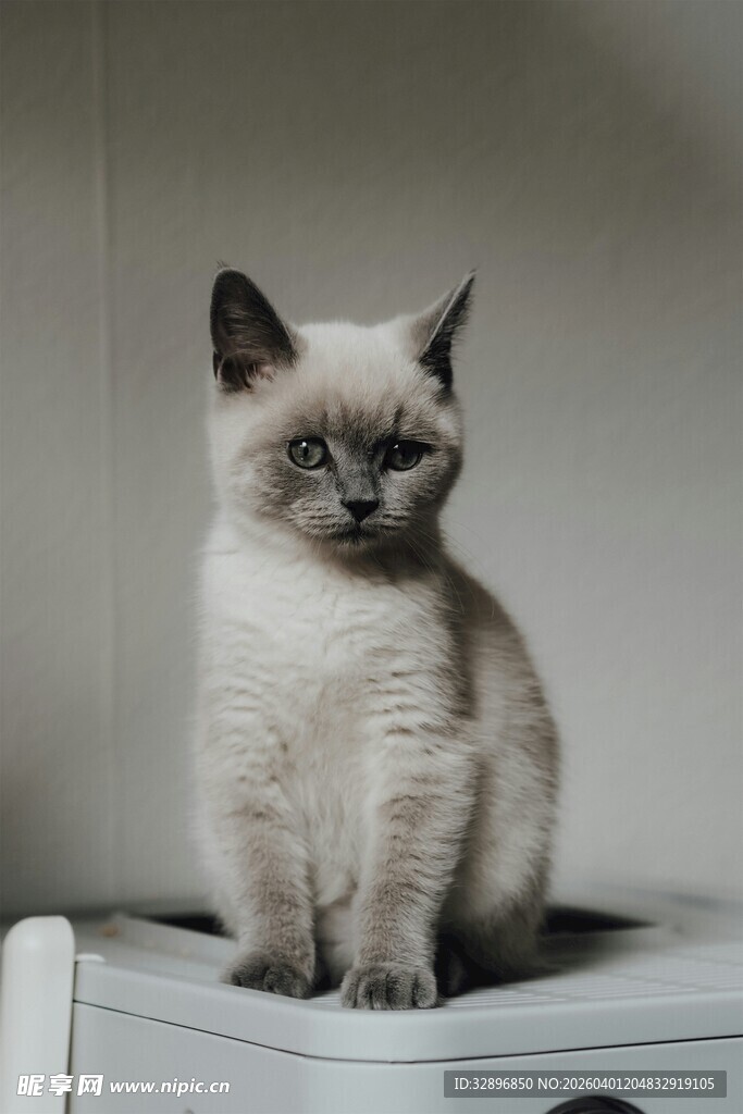 可爱暹罗小猫坐电器上