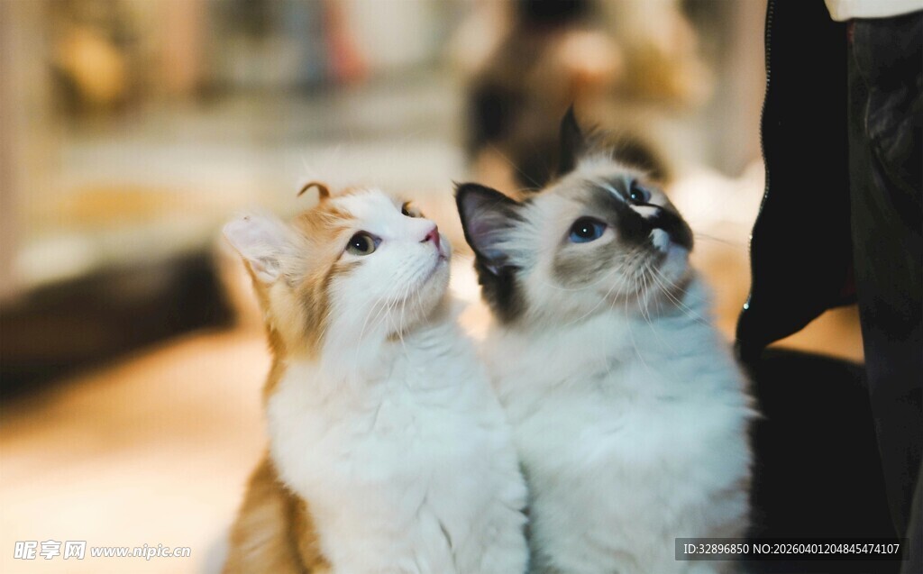 两只猫咪仰头望主人