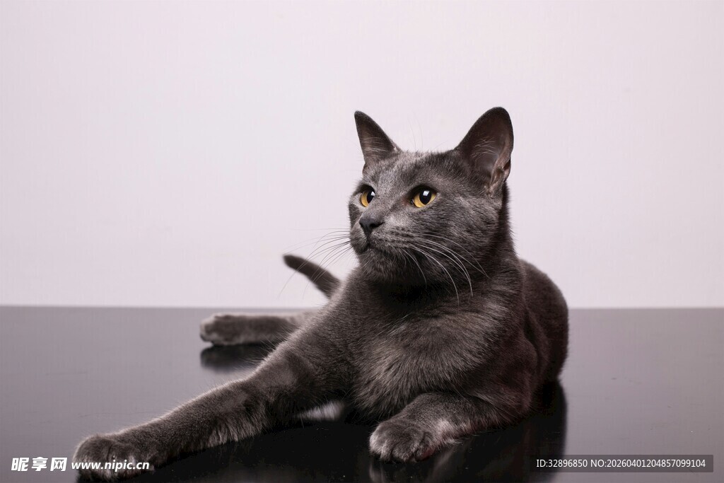 黑猫优雅趴卧桌面