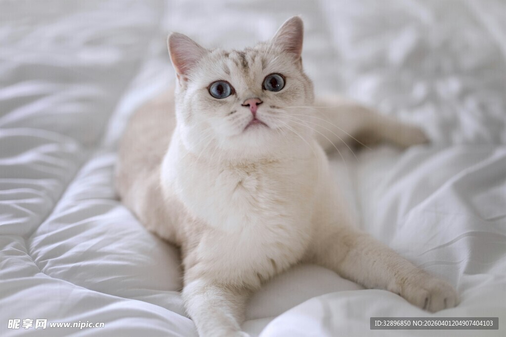 床上的可爱白色猫咪