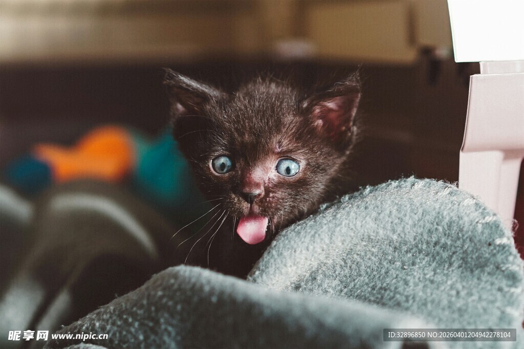 吐舌小黑猫的可爱瞬间