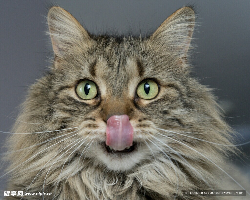 长毛猫吐舌卖萌瞬间