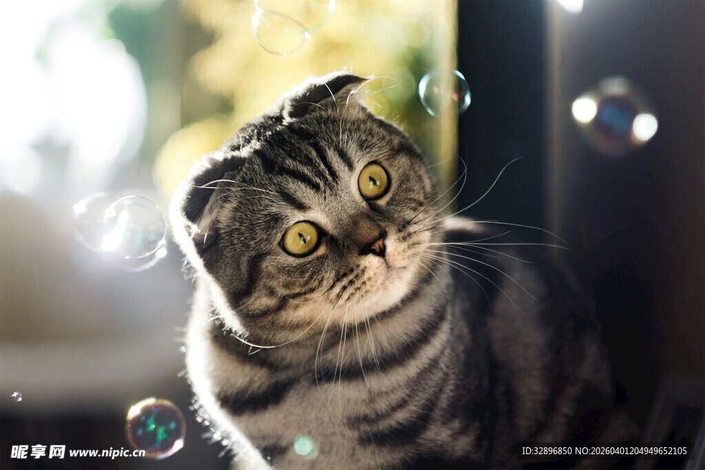 萌猫赏泡泡