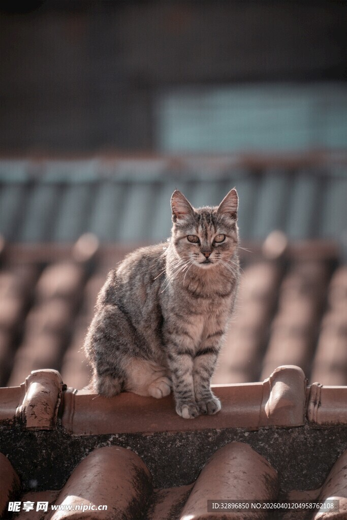 屋顶上的可爱猫咪