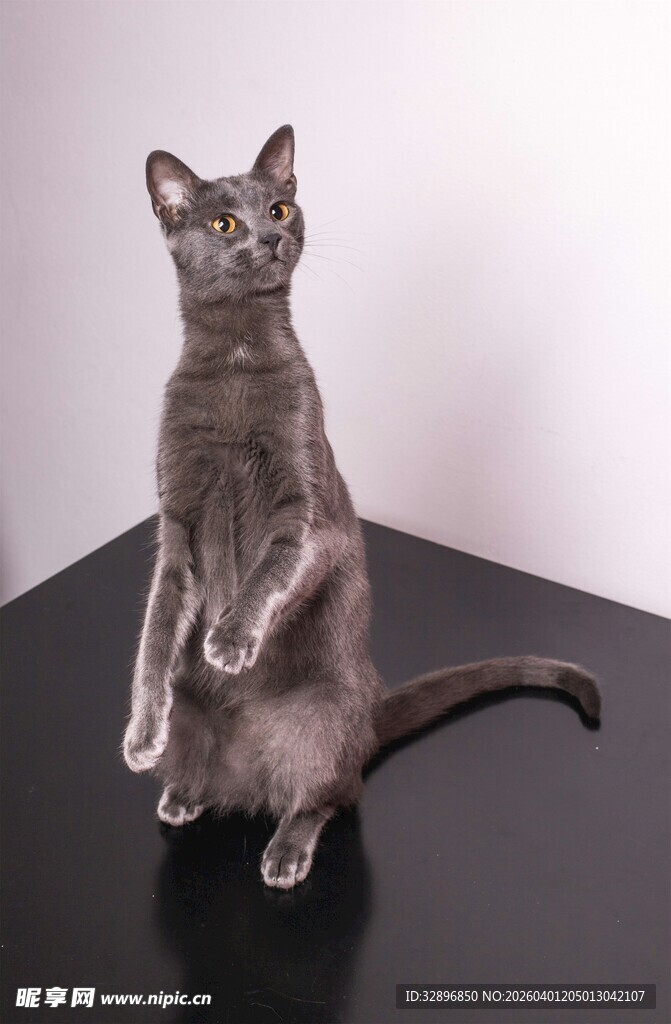 站立的灰猫
