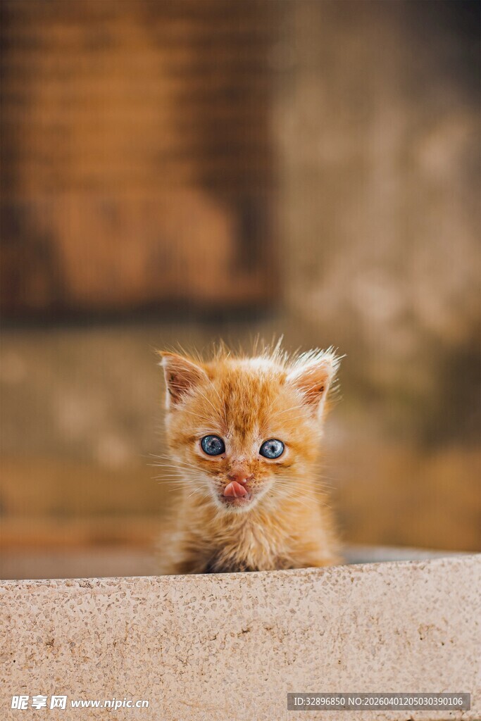 可爱橘色小猫趴地凝视