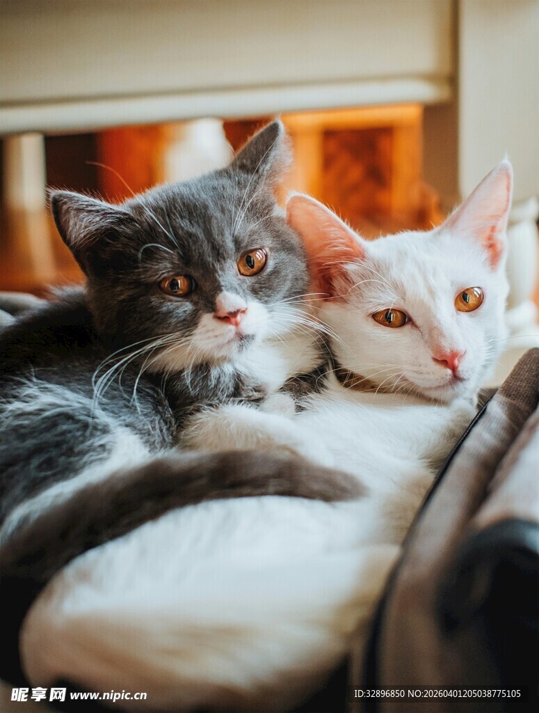 依偎的可爱猫咪