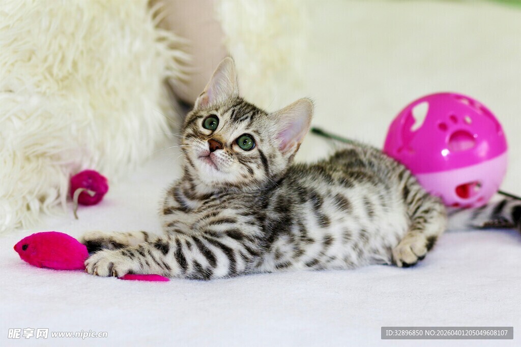 可爱斑纹小猫玩彩色玩具
