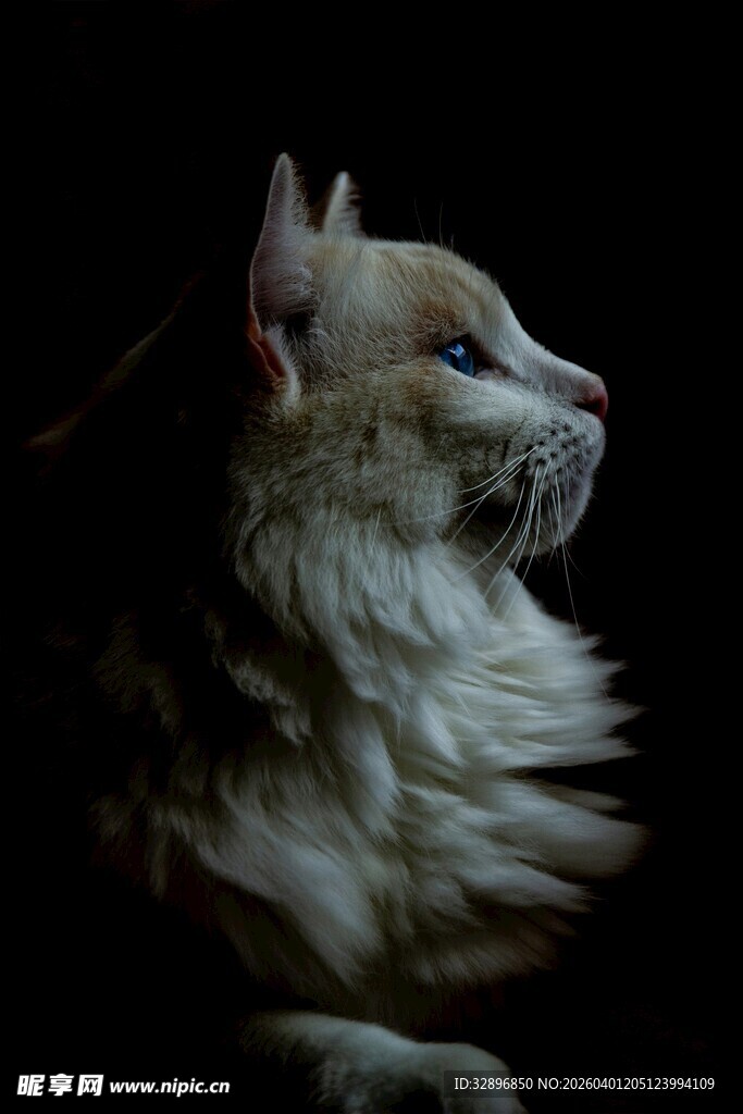 侧头凝望的长毛猫咪