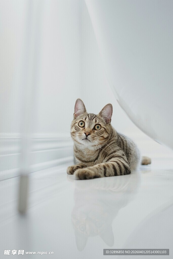 可爱小猫安静趴于地面