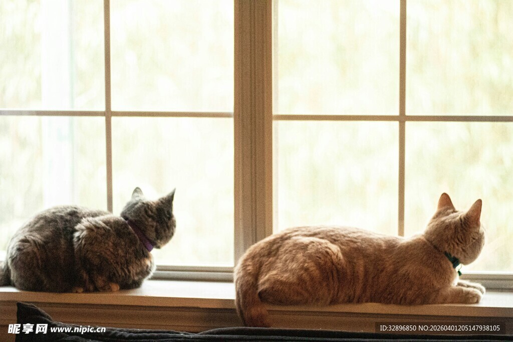 窗边双猫惬意休憩