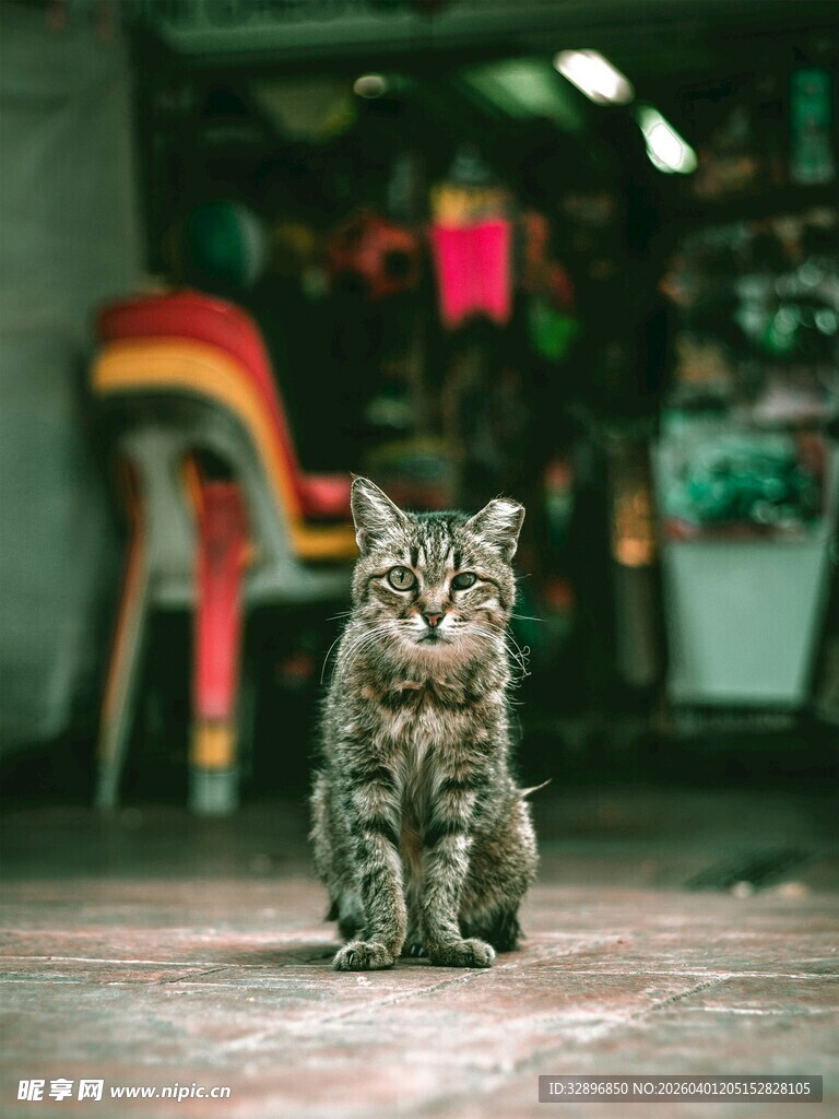 独坐的花纹猫咪