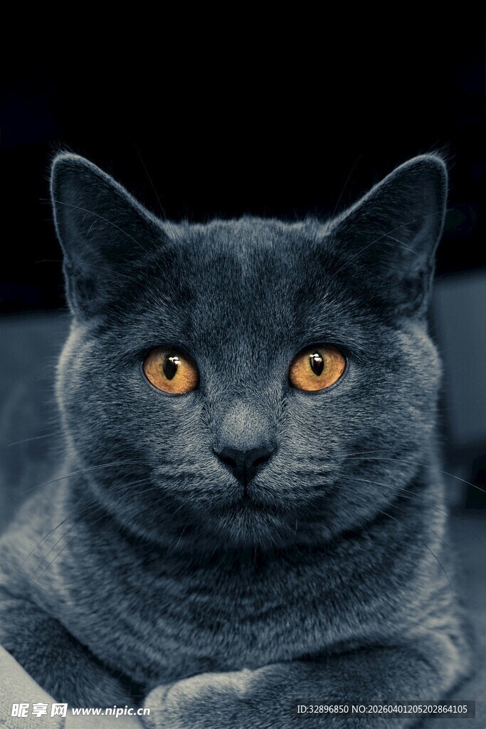 蓝猫凝视特写