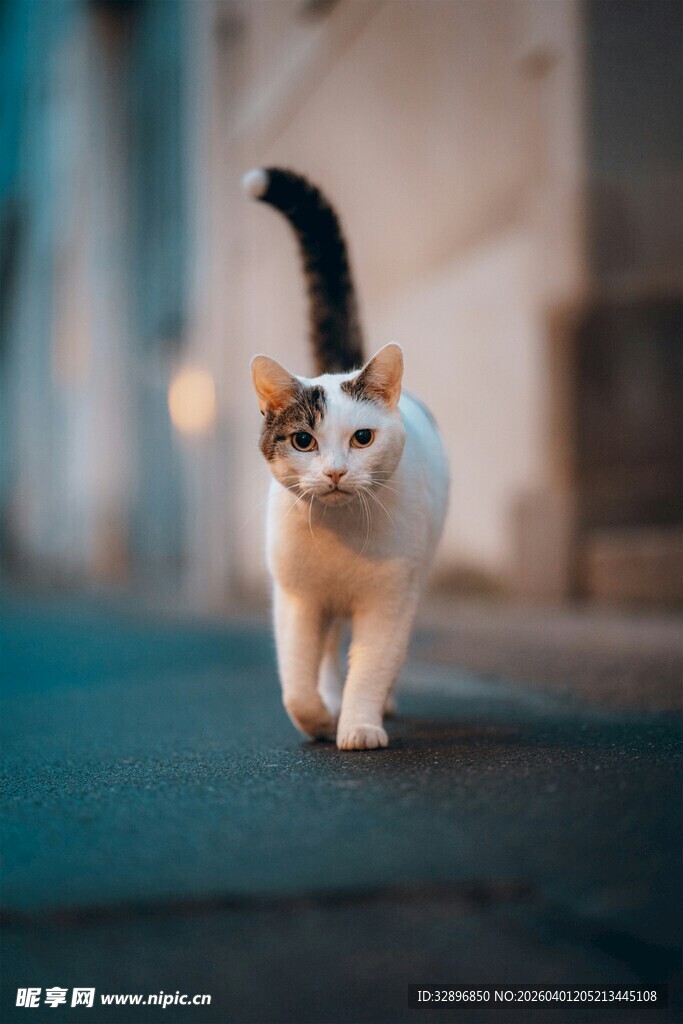 行走的可爱猫咪